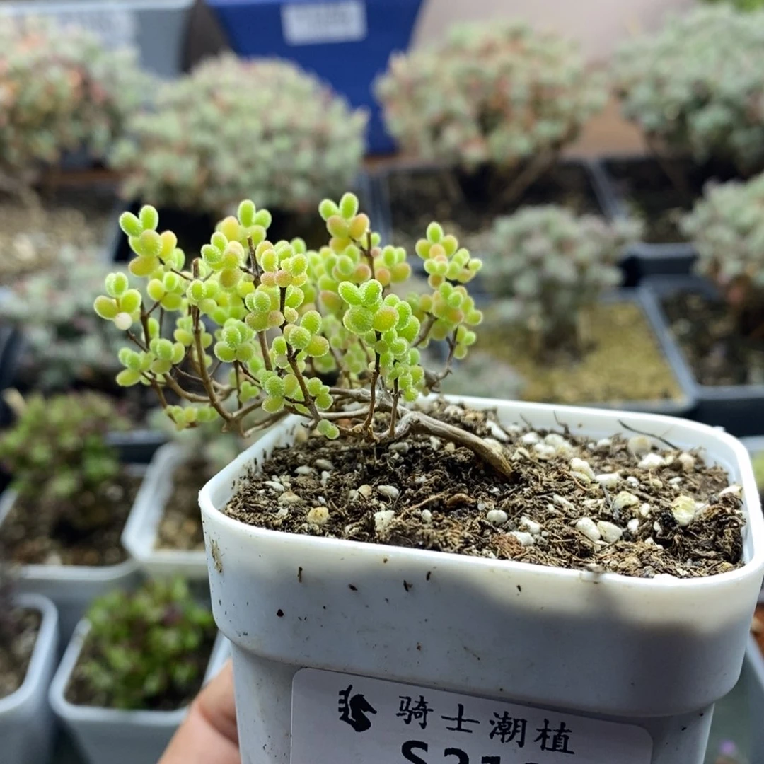 2182蜜橘糖球枝干