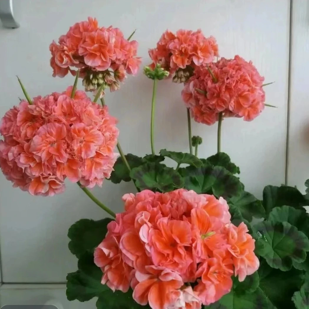 【湖泊】重瓣大花天竺葵盆栽花苗四季开花适合庭院阳台养殖花卉