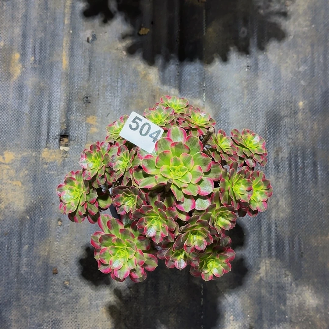 504安娜法师植物多肉