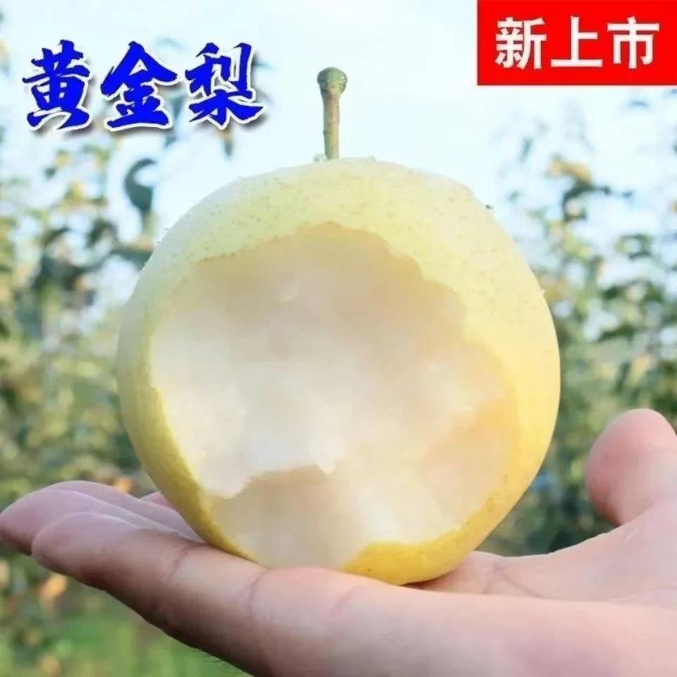 博望黄金梨新鲜水果汁多皮薄脆甜酥无渣