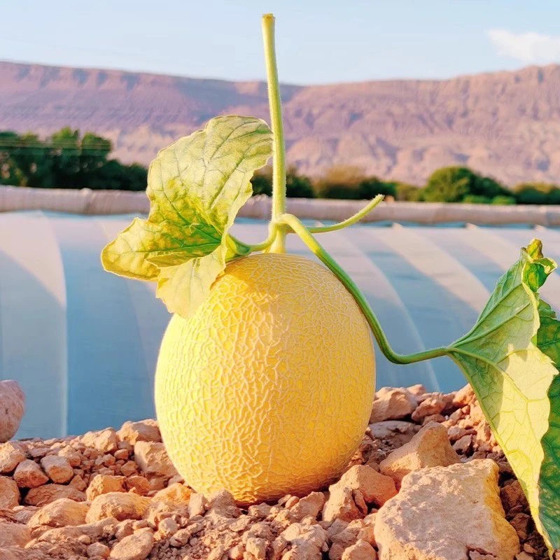 新疆直发金色年华哈密瓜当季水果包邮脆甜多汁爽口