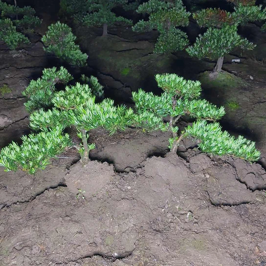 无花朵你****行147785236985698856