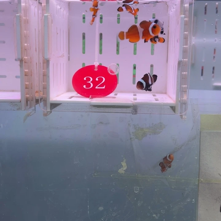 海水鱼精品混搭6条2-3