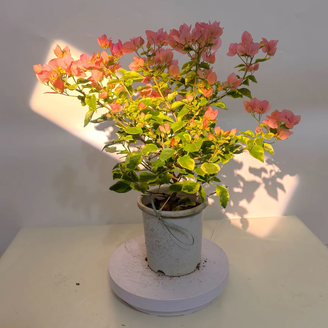 （新店开播福利）（量拍）金边台湾姑娘三角梅