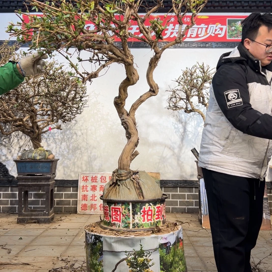 无花朵金银花8888888888888888888