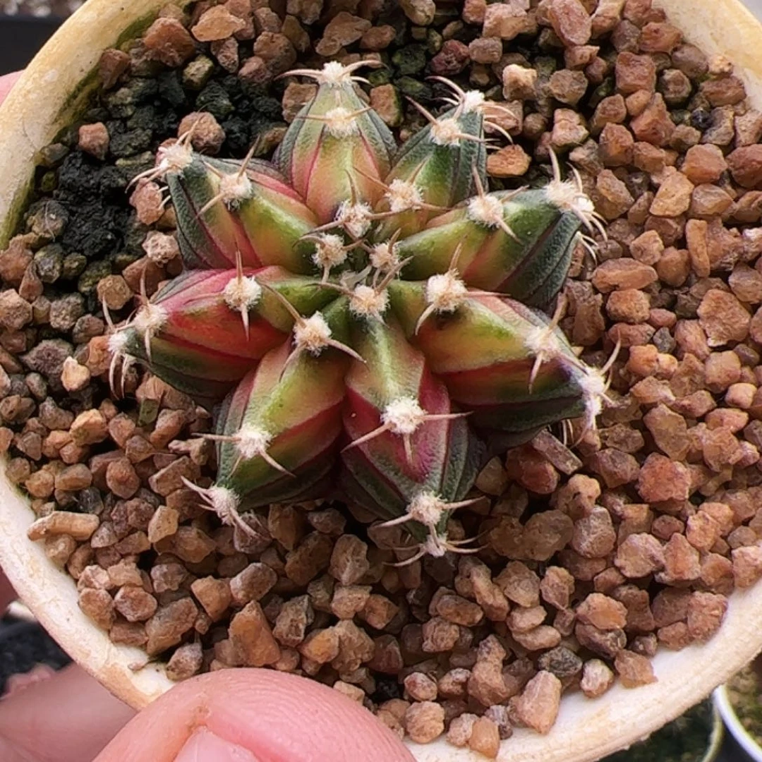 当前无花朵，栽培后可花朵