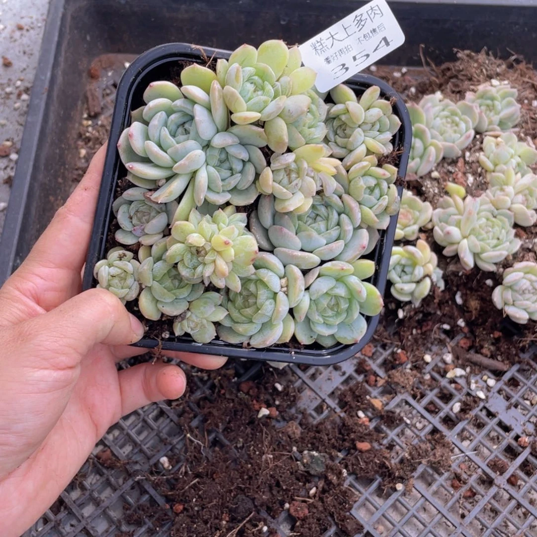糕大上多肉植物354