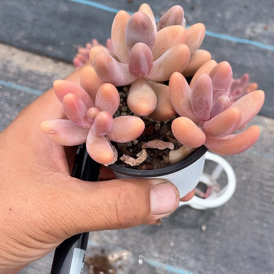 红手指福利带盆发货