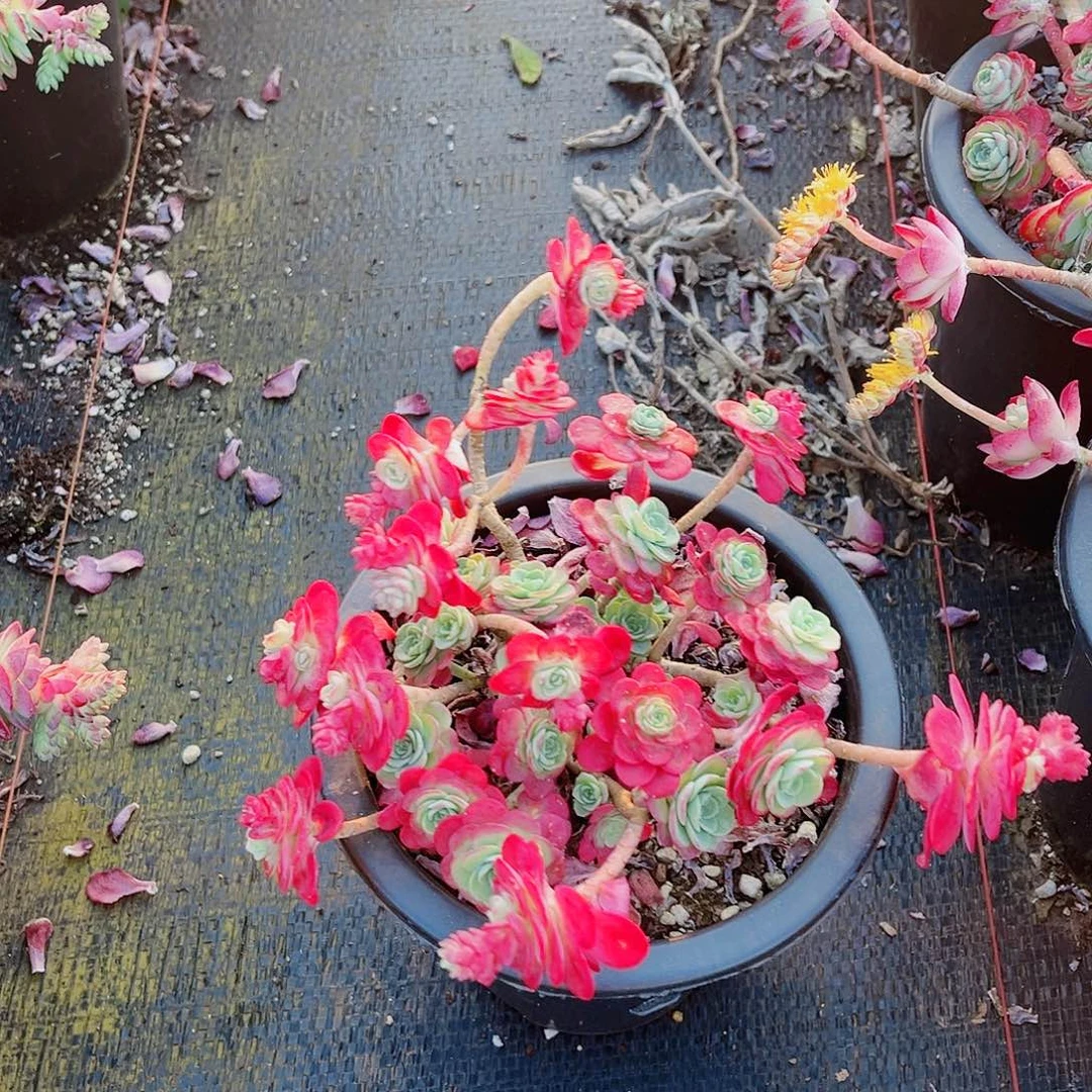 @**子薄化妆一颗脱土发货