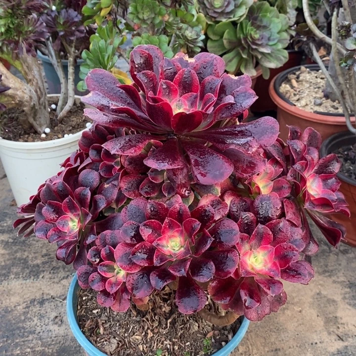 美杜莎多肉植物31