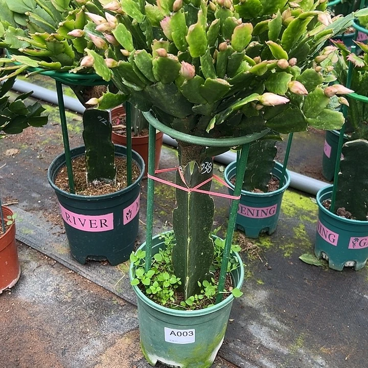 芯***儿完全开放003嫁接038