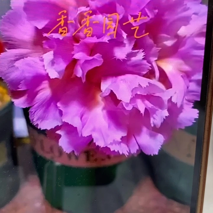 彩草云端8公分左右有干皮脱土