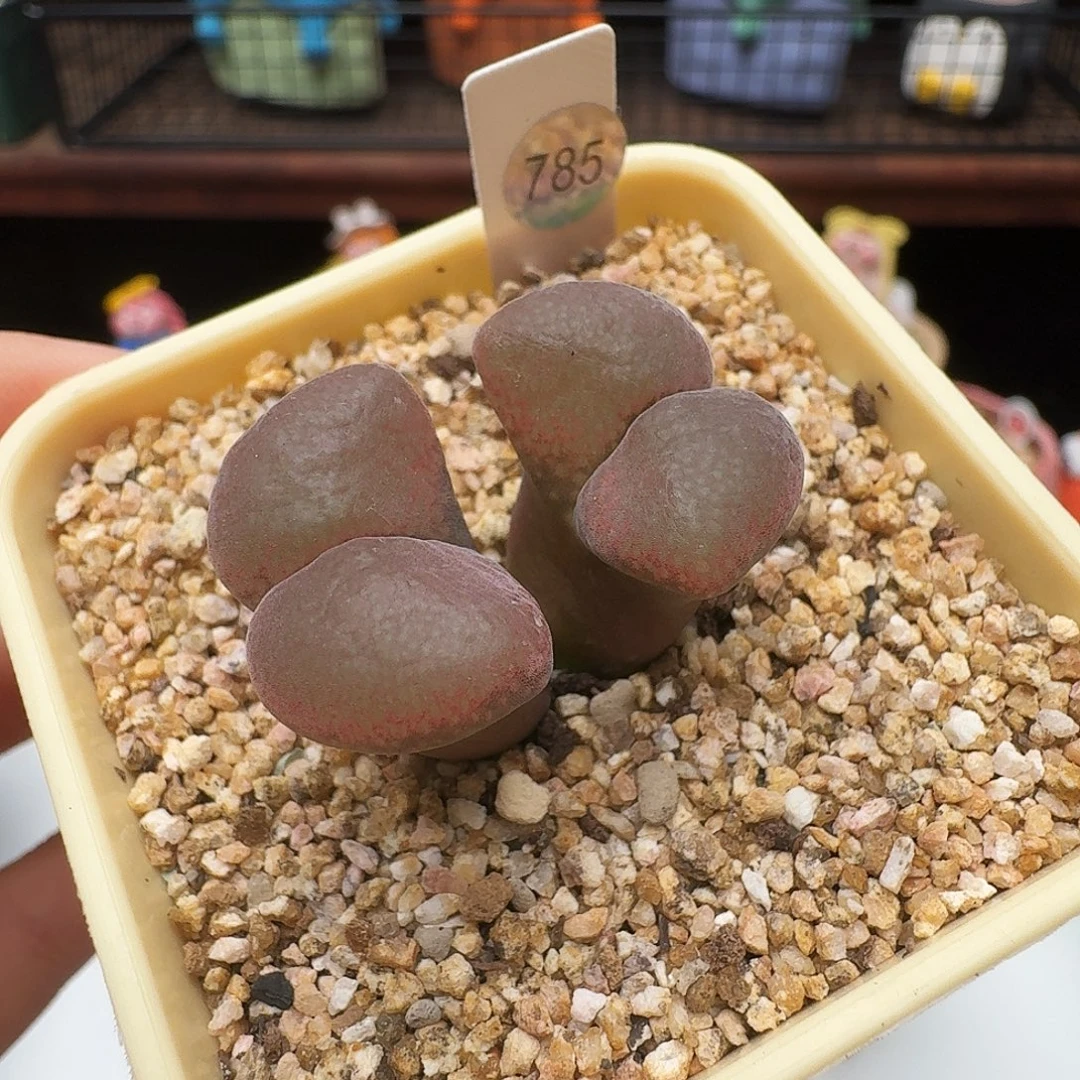 多肉植物福利风铃785