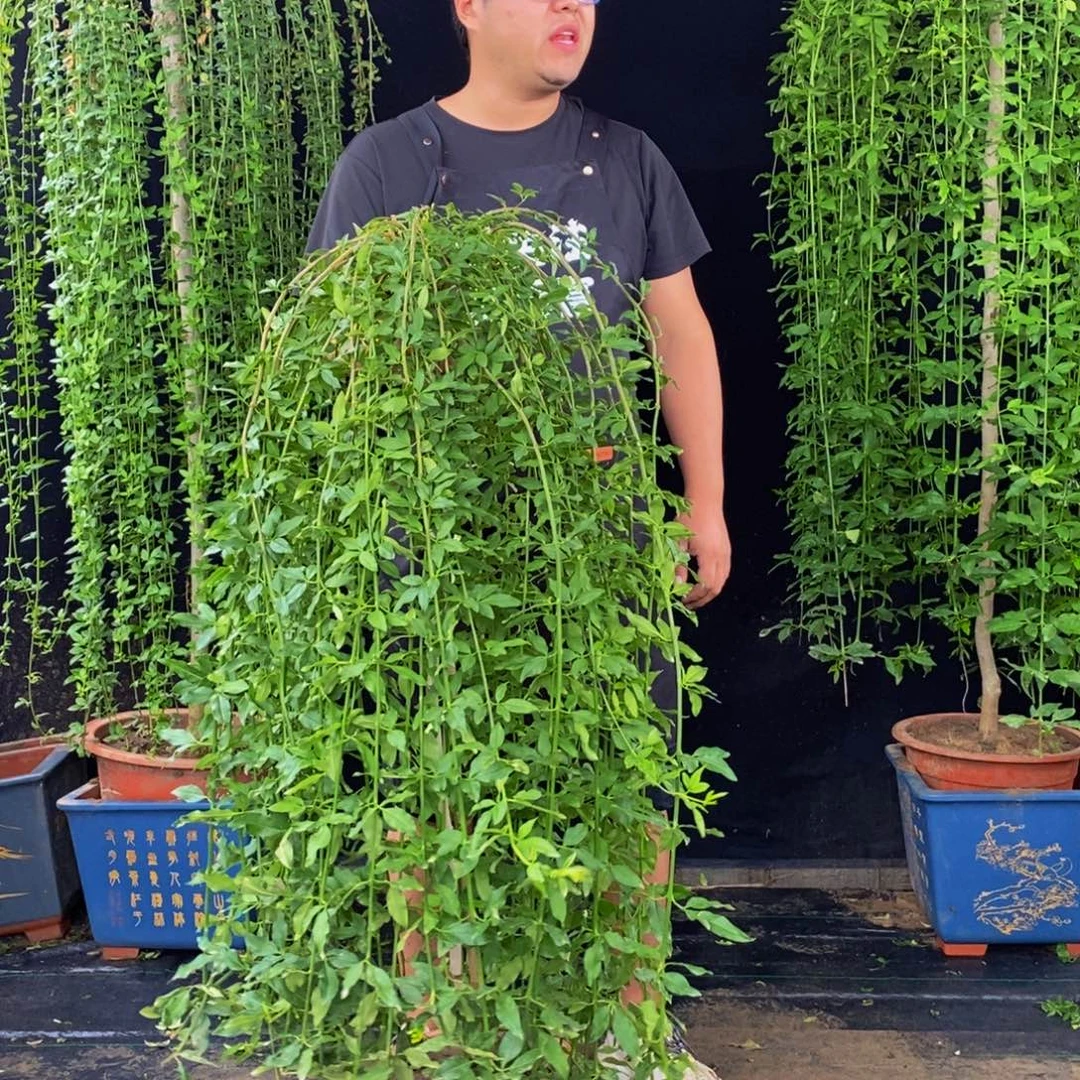 探春花，一物一拍，