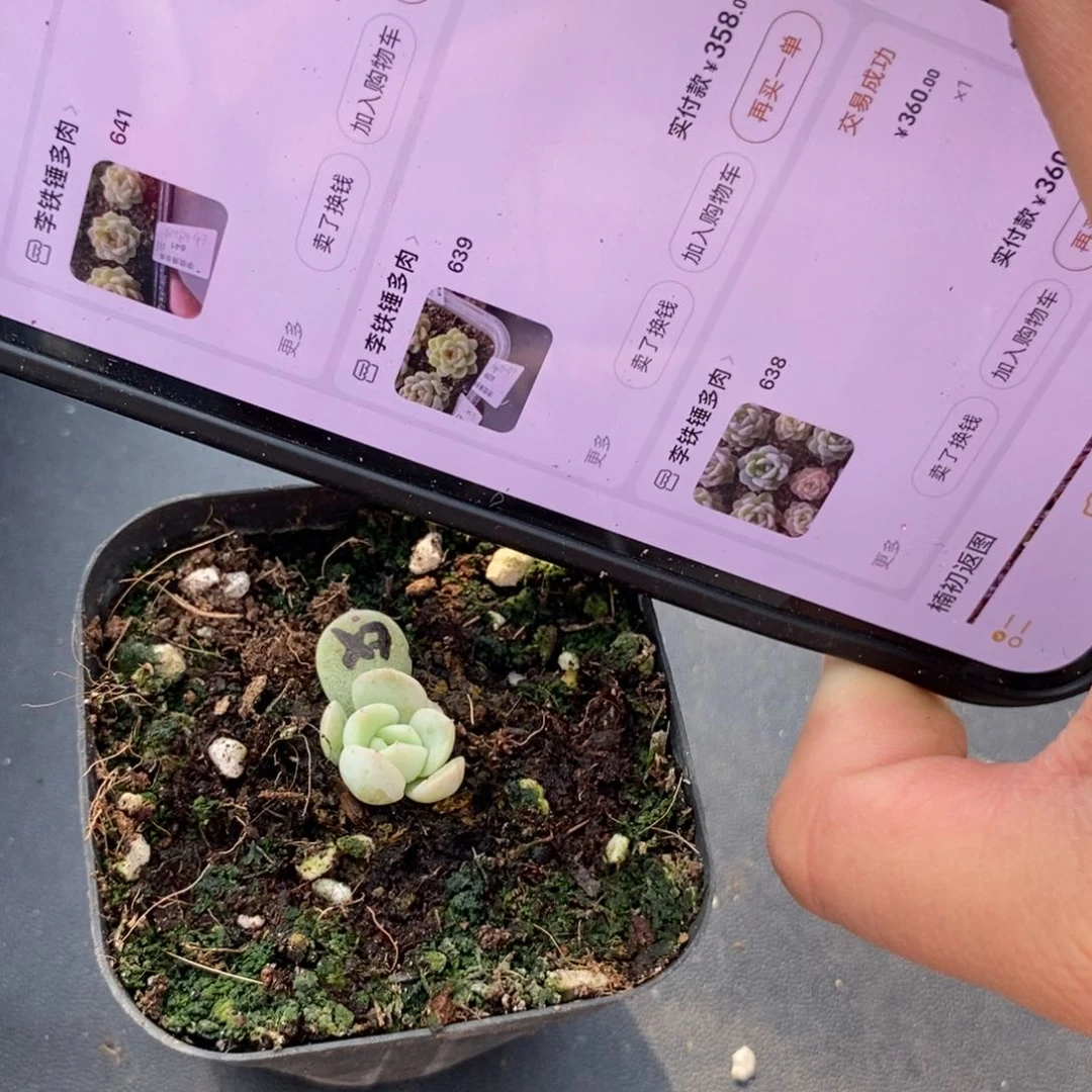 混甜心叶插小小苗一个多肉