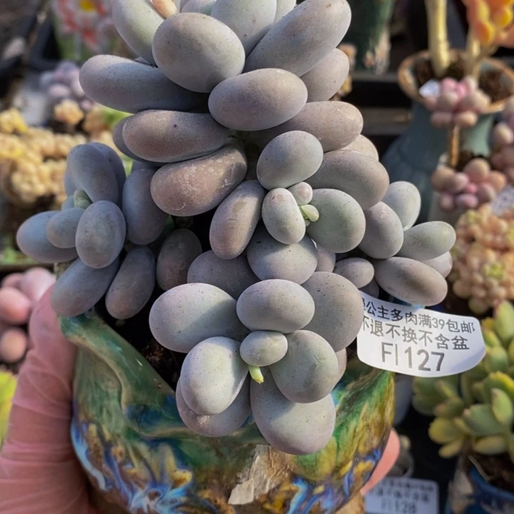 水光针奶酪11cm127多肉植物