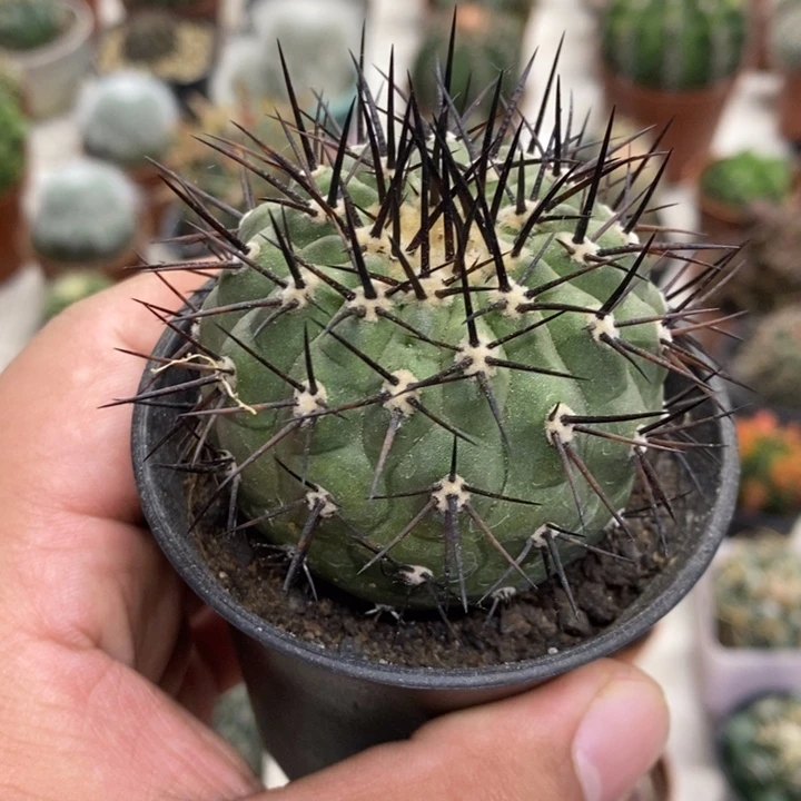 黑王特价福利包邮