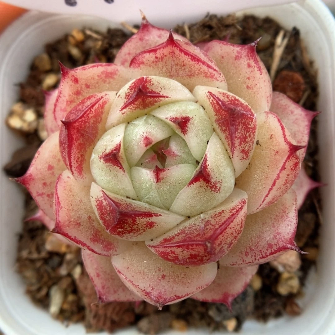 油透麦秆可拍718号