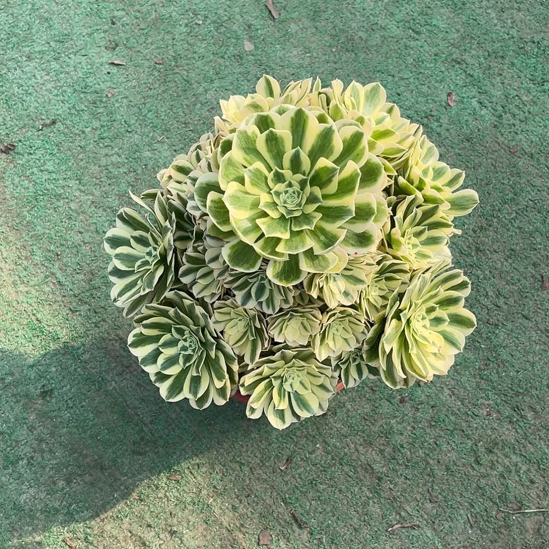 凤***飞迈巴赫hhhhhhhhhhhhh