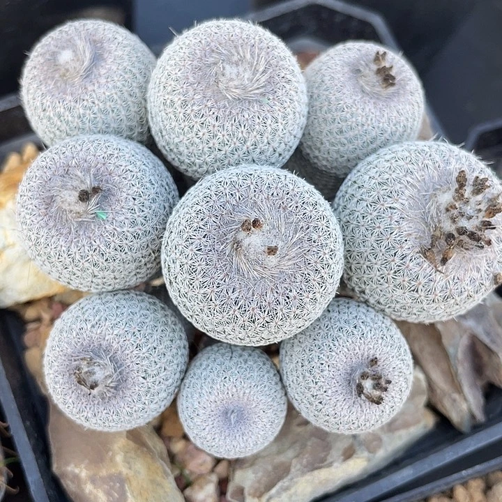 自根月世界带盆发货