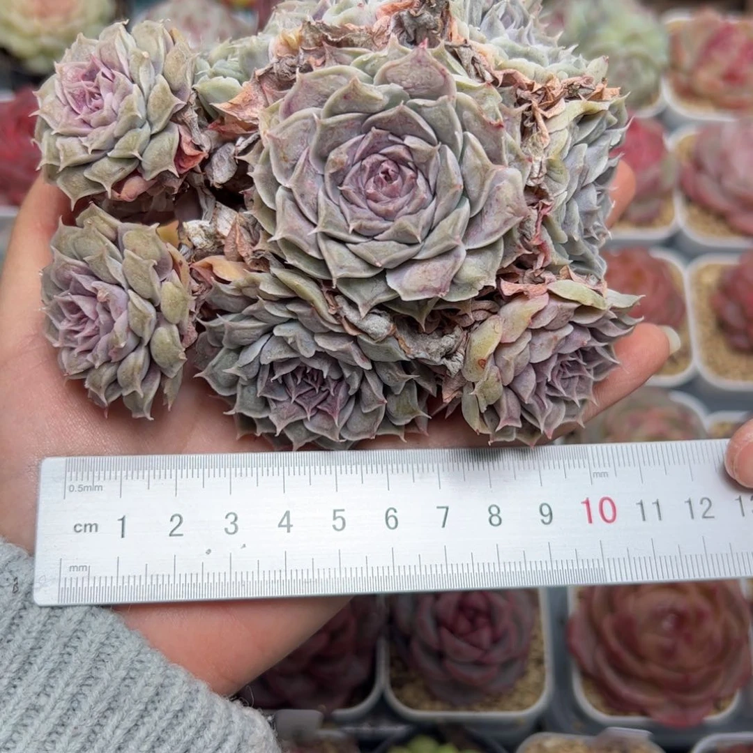 小*嗝247多肉植物组合盆栽