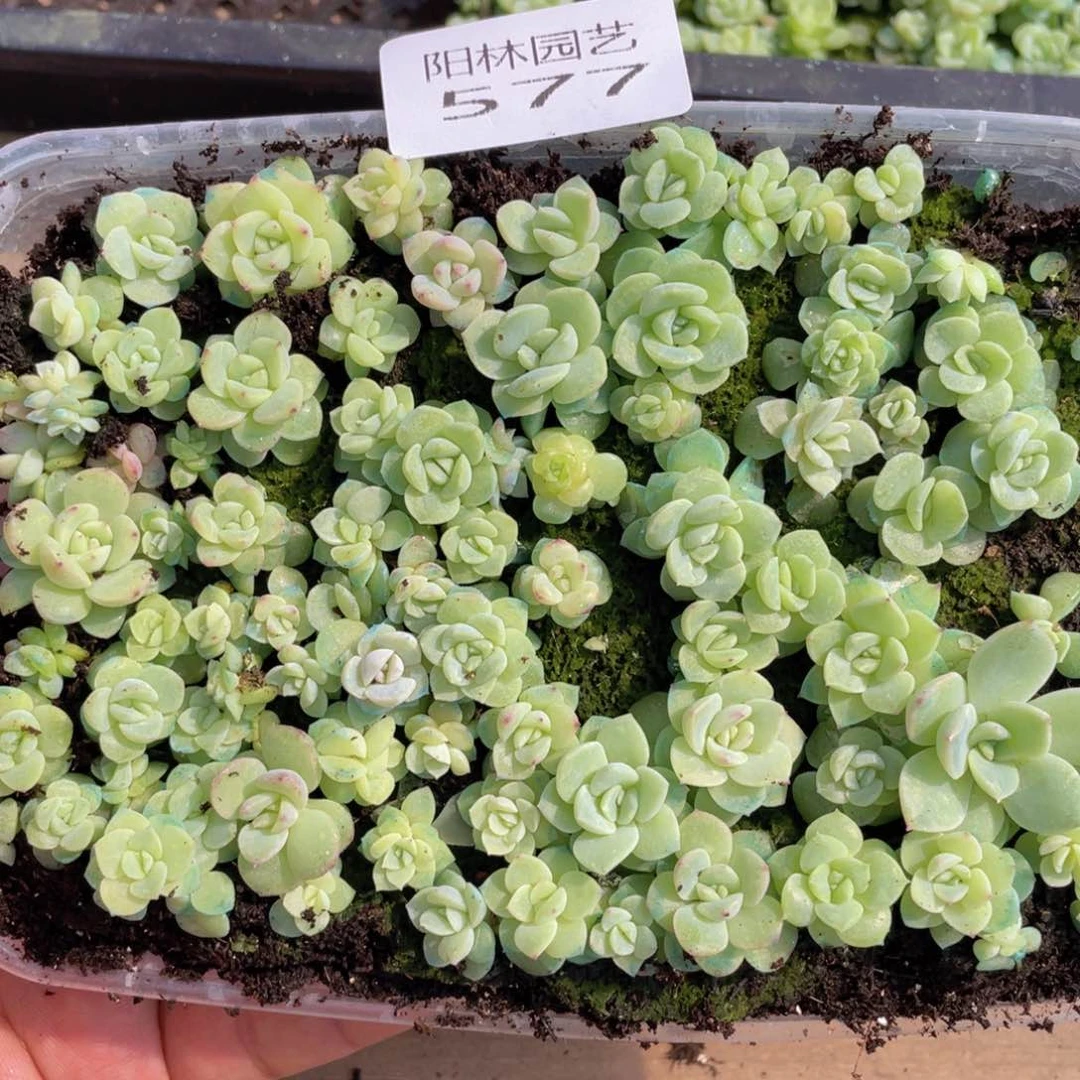 好****^多肉植物多肉植物577