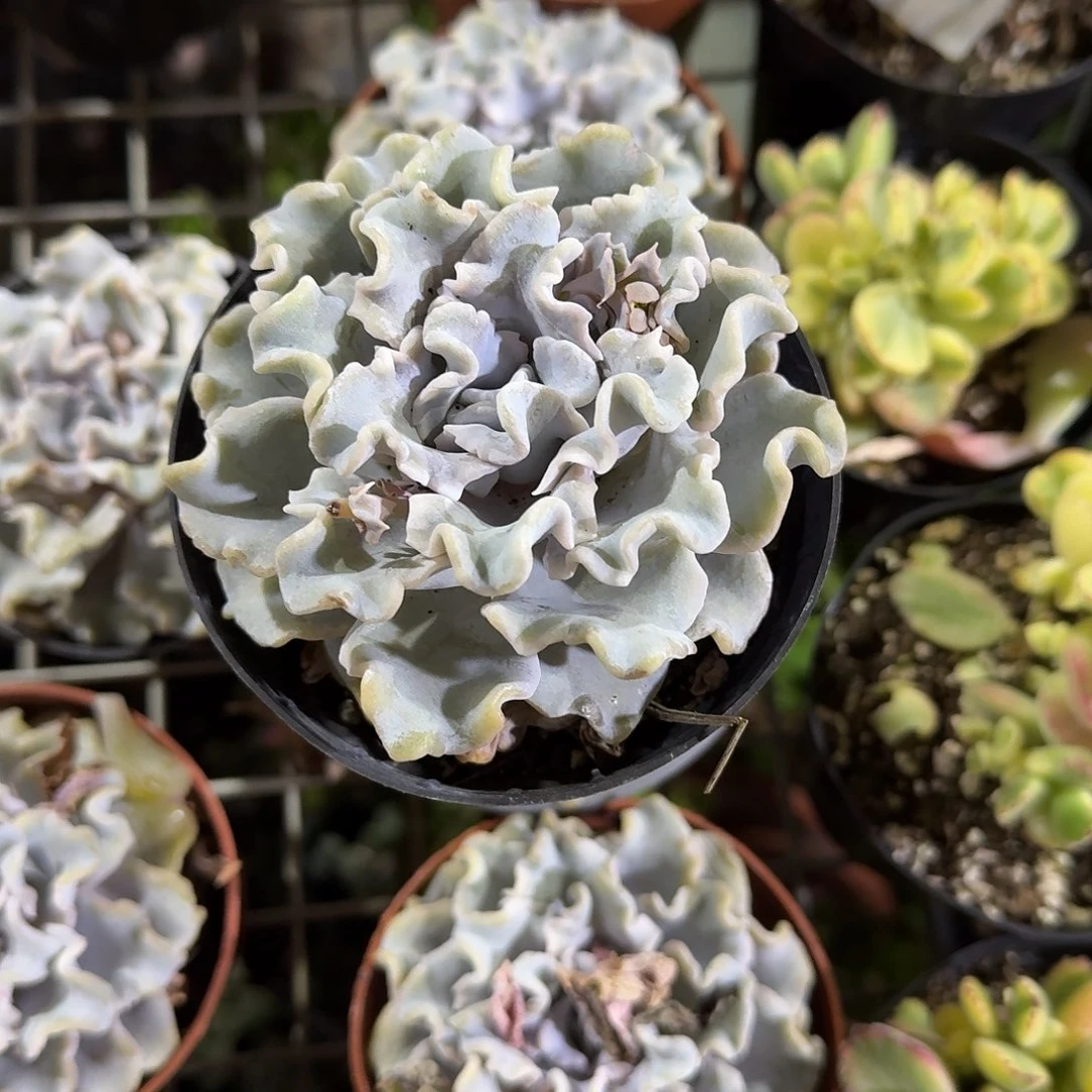 ?****?白饺子皮多肉汁英语