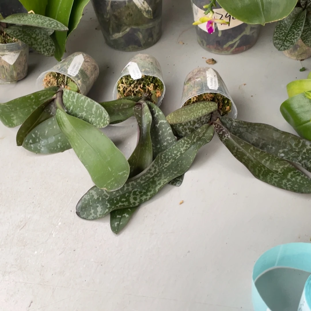 当前无花栽培后可以开花dj西交黄史一颗