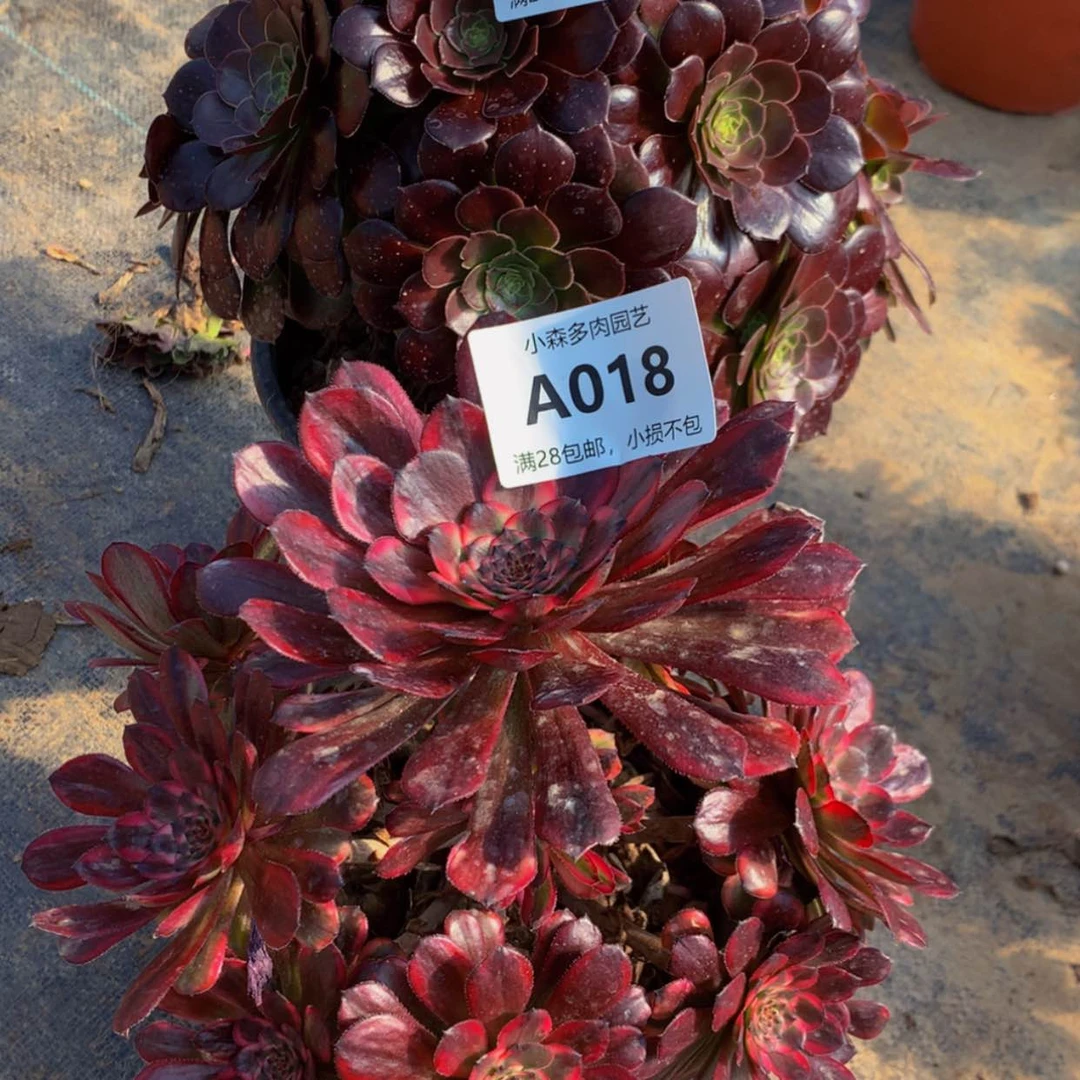 【闪购商品】一****尘1618荷兰红金多肉