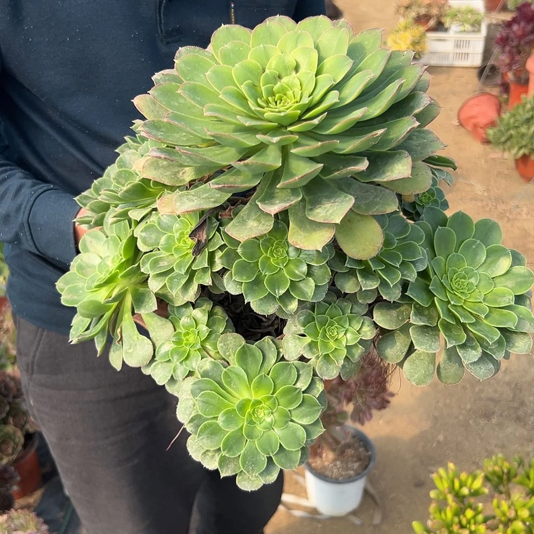 多肉植物沃里克大颗