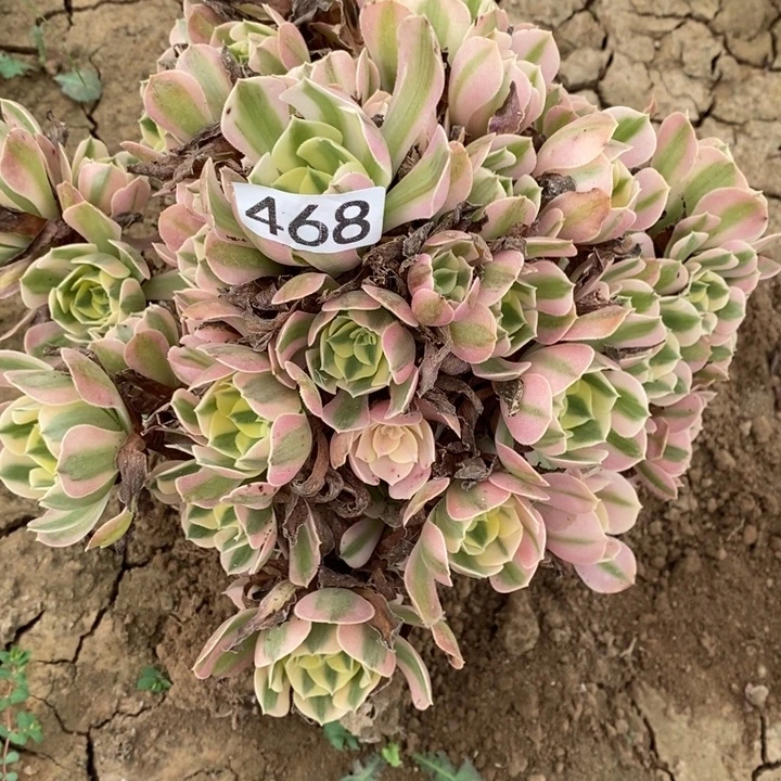 粉女巫468号1111111