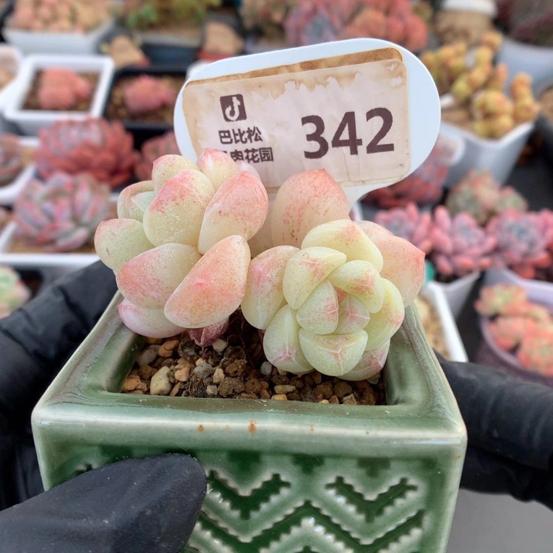 342 特价福利拍肥肥粉透冰玉