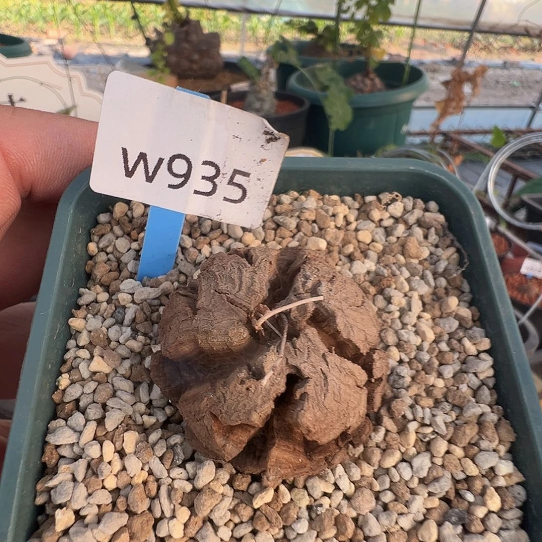 多肉植物专拍 一物一拍935