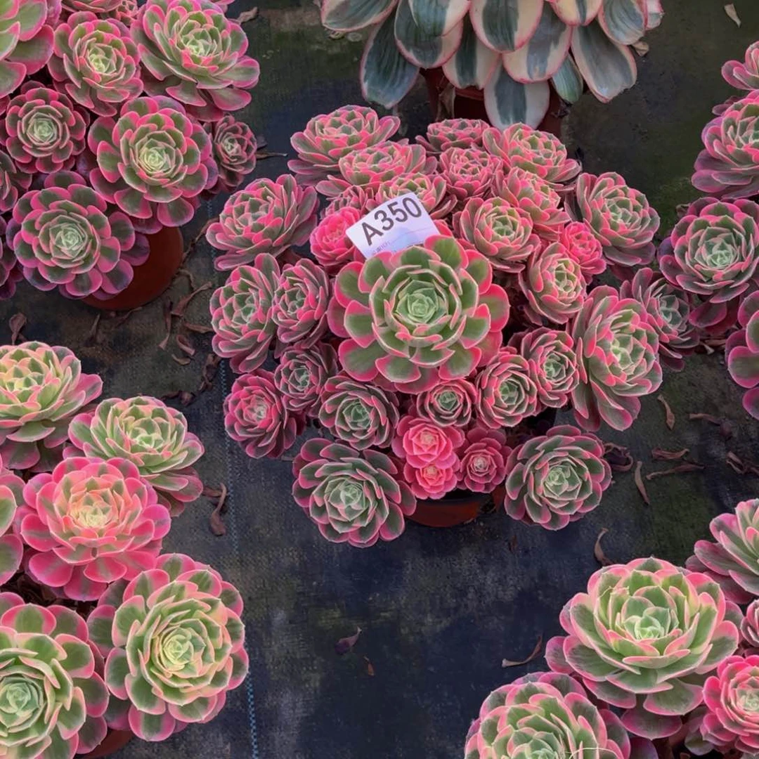 粉女郎000000000350