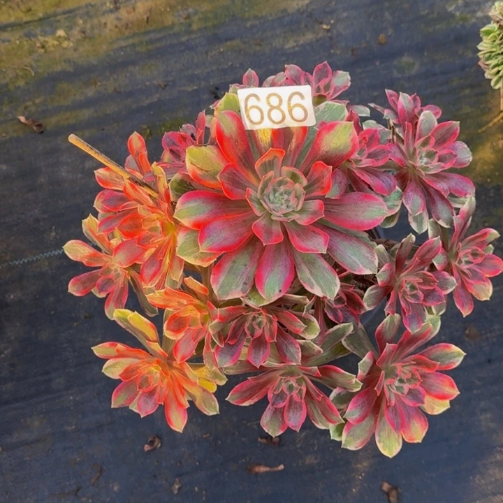 0000000686浣纱福利价