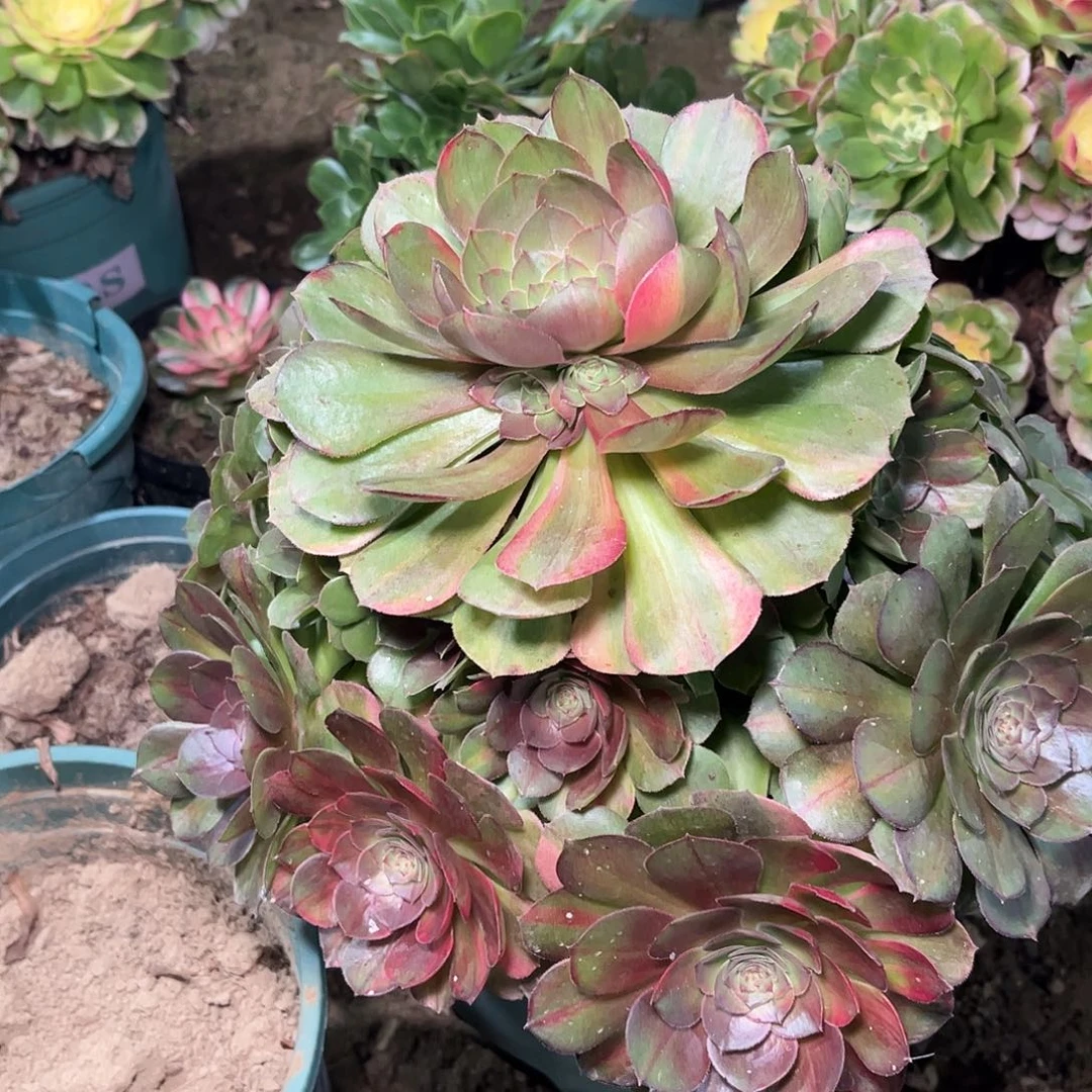 多肉法师锦万七彩，