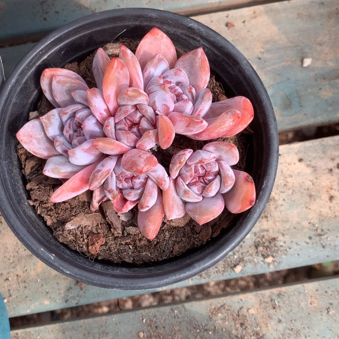 无花朵哈哈哈哈哈哈哈哈52