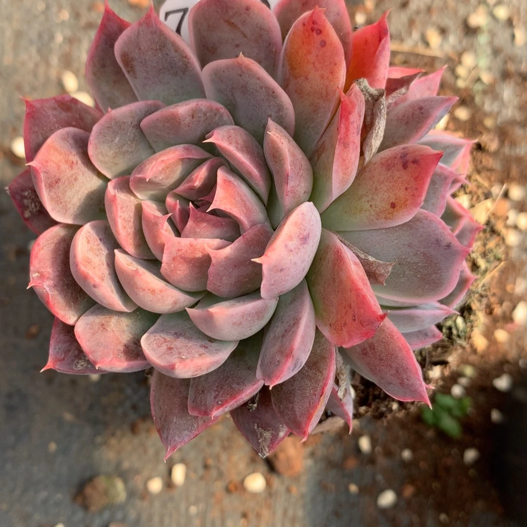 7903杂交多肉植物