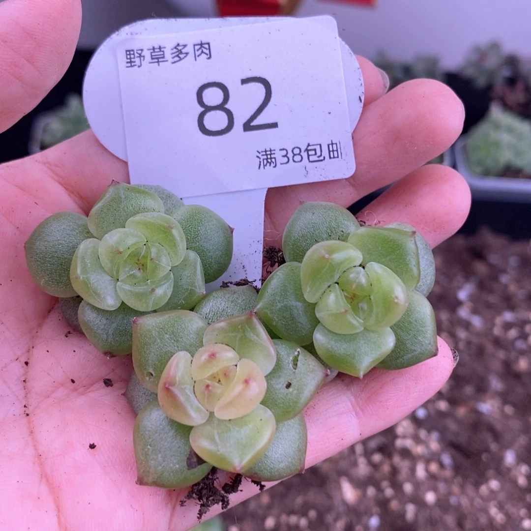 82号三颗珍妮包邮
