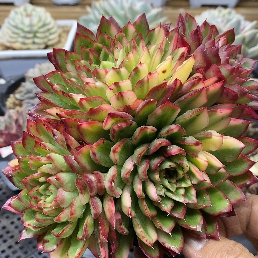 13200 绿意花脸锦群