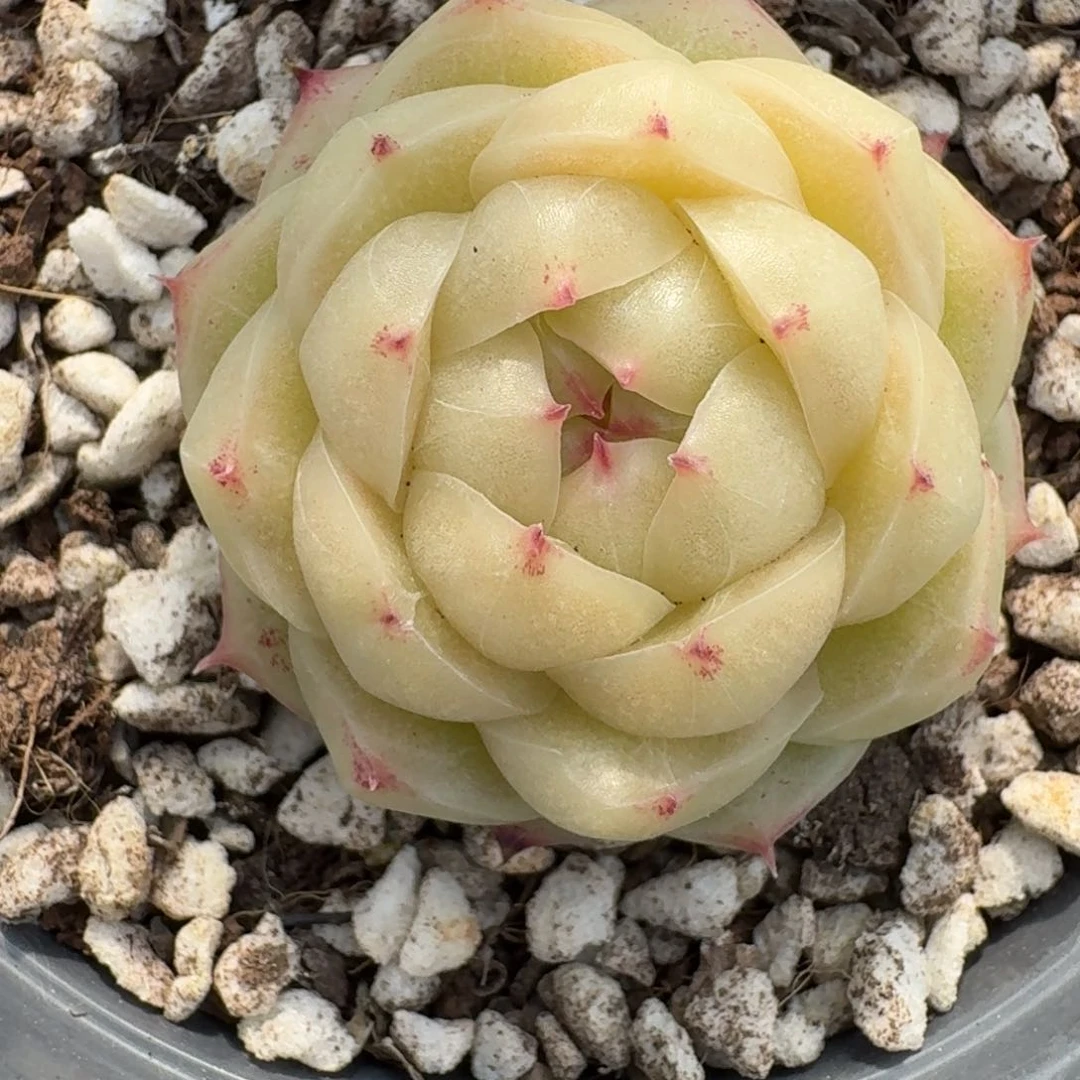 红陶罐****）0208-58-麦秆