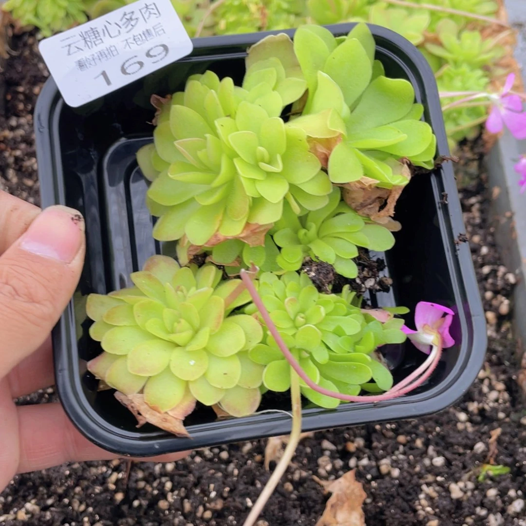 云糖心多肉植物169