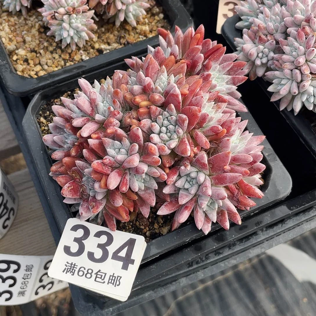 晨溪园艺仙女杯呀