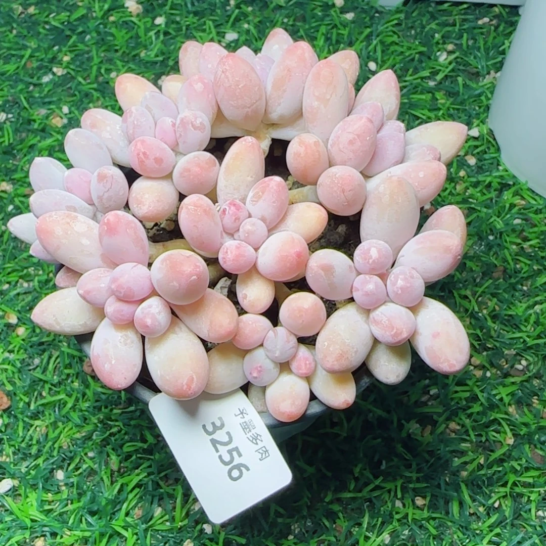 汤圆无砍，3256多肉植物