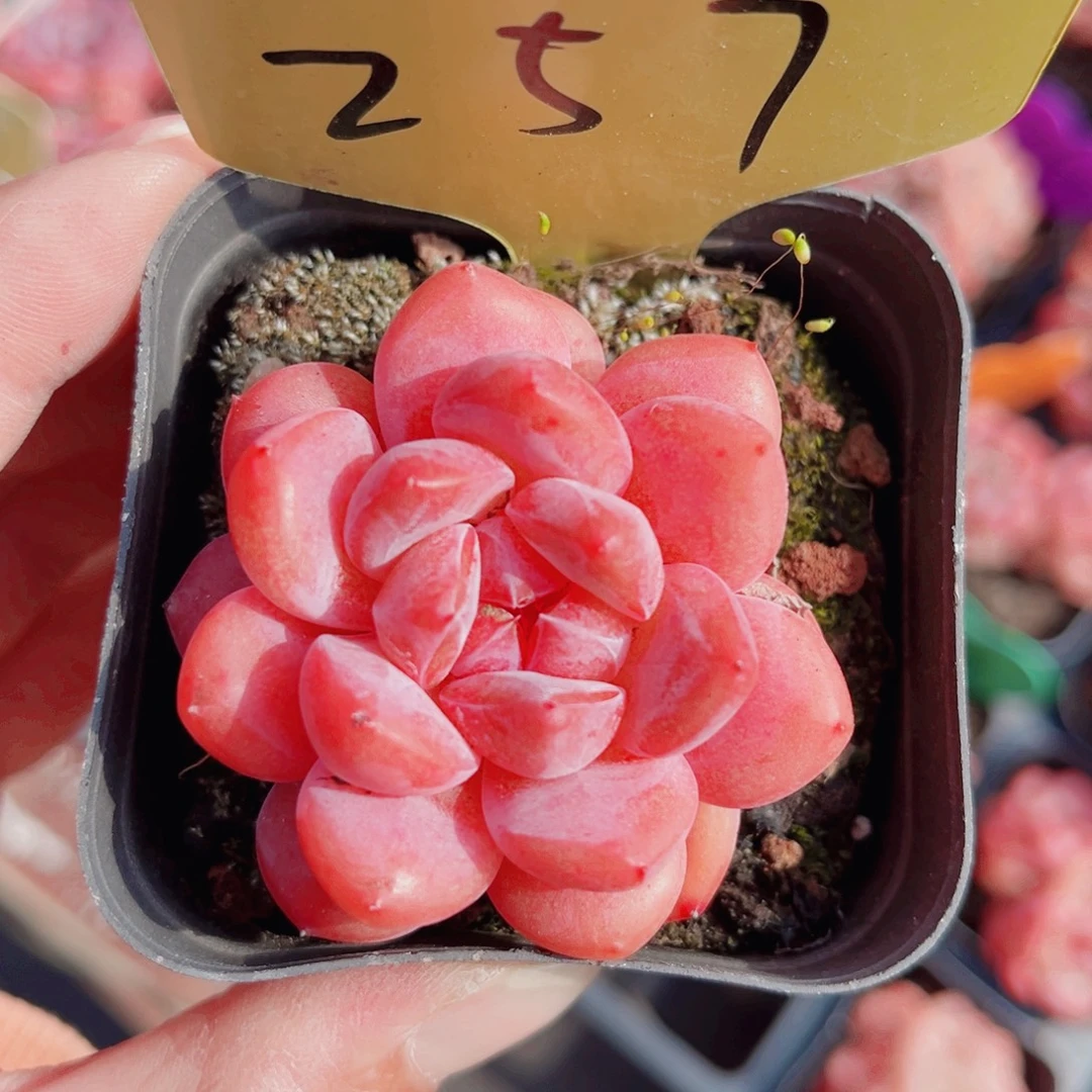 257号小老桩糖心单头