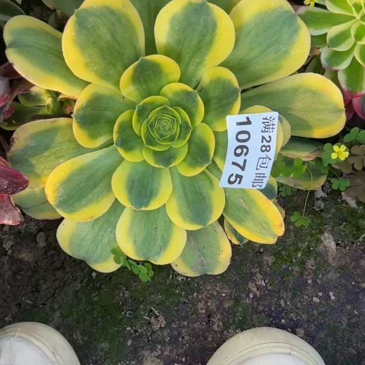 10675南黄锦多肉植物