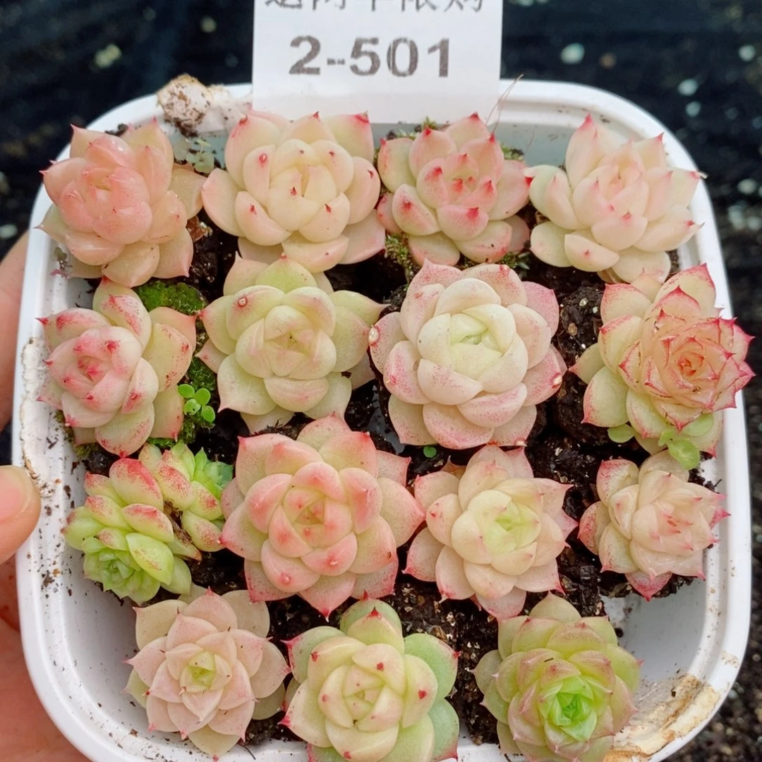 2-501 新疆西藏内蒙不发货 零下不拍保温箱不包损