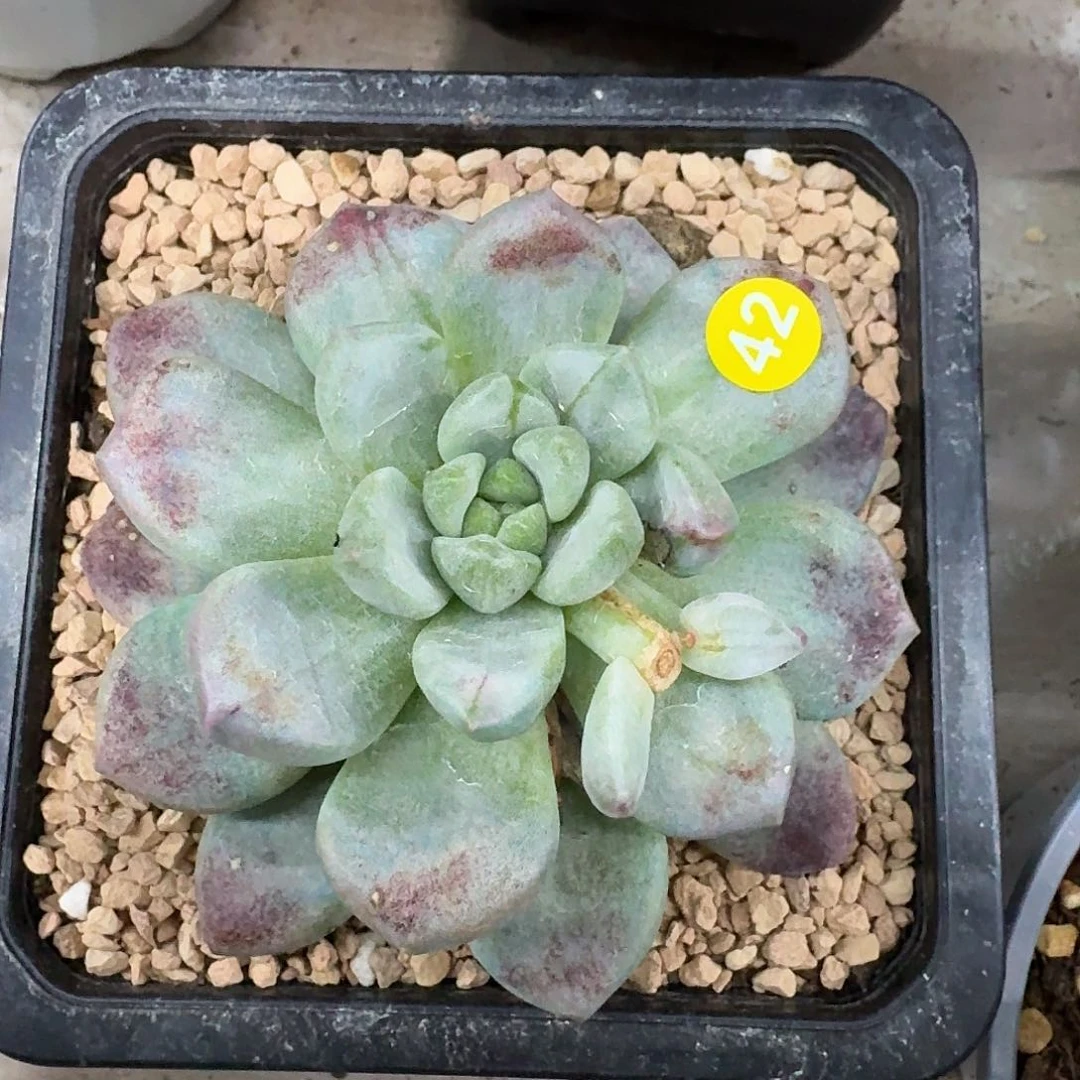 42号超级福利一物一拍