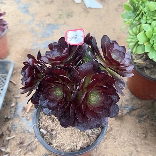 台****哥多肉植物法师30号不包损有砍过