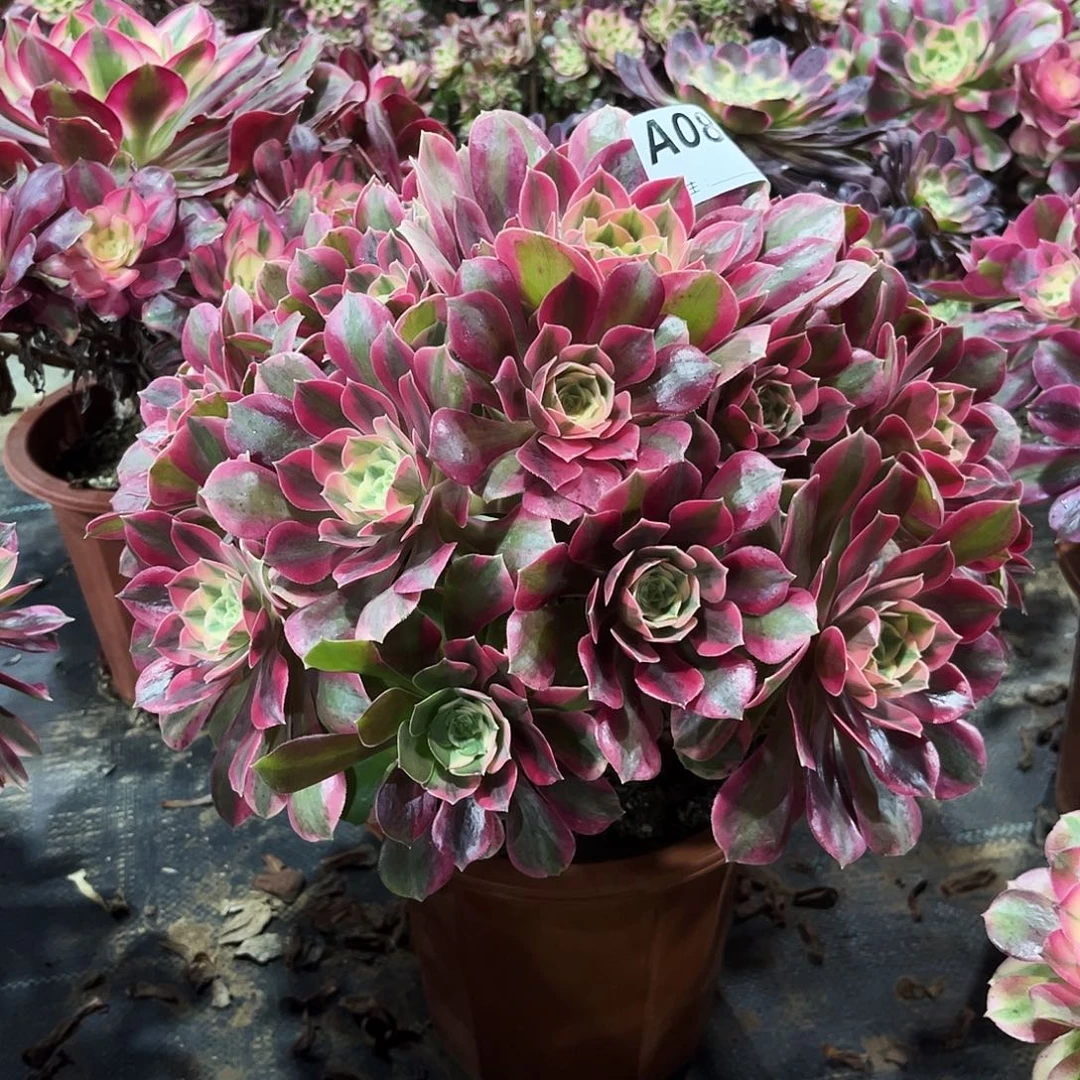 多肉植物粉女妖088多肉